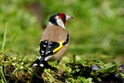 30th Apr 2020 - GOLDFINCH