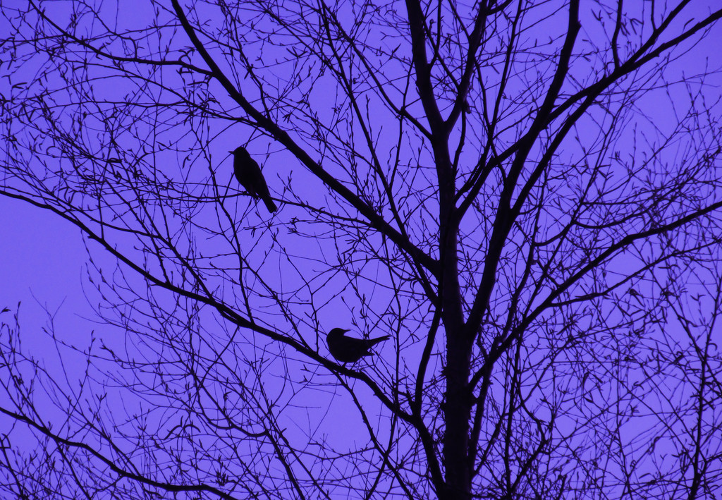 Birds in the tree by mittens