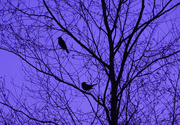 30th Apr 2020 - Birds in the tree