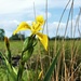 Yellow Flag Iris by julienne1