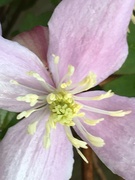 25th Apr 2020 - Clematis Flower 