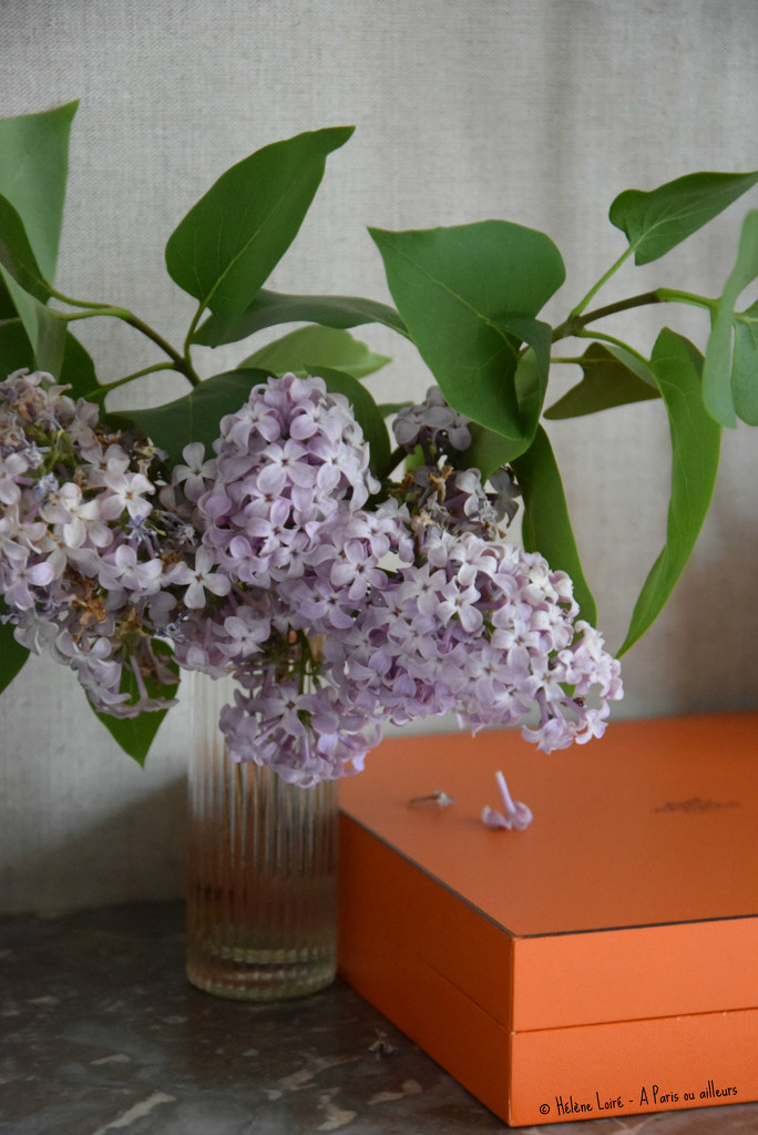 Little lilac bouquet by parisouailleurs