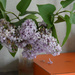 Little lilac bouquet by parisouailleurs