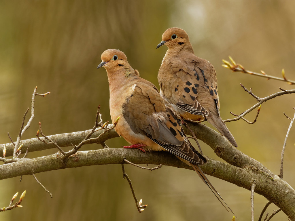 mourning doves by rminer