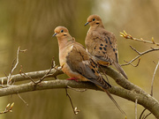 30th Apr 2020 - mourning doves