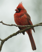 30th Apr 2020 - northern cardinal 