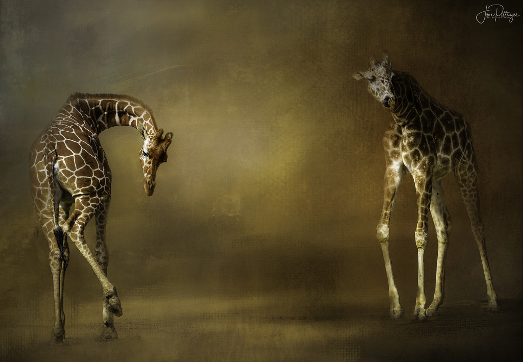 Giraffes for Textures  by jgpittenger