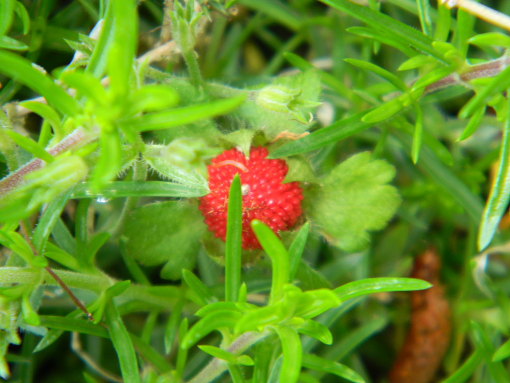 Wild Strawberry  by sfeldphotos