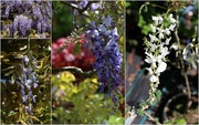 1st May 2020 - Wisteria`s 
