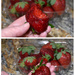 Yummy strawberries by homeschoolmom