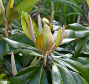 28th Apr 2020 - Magnolia Buds