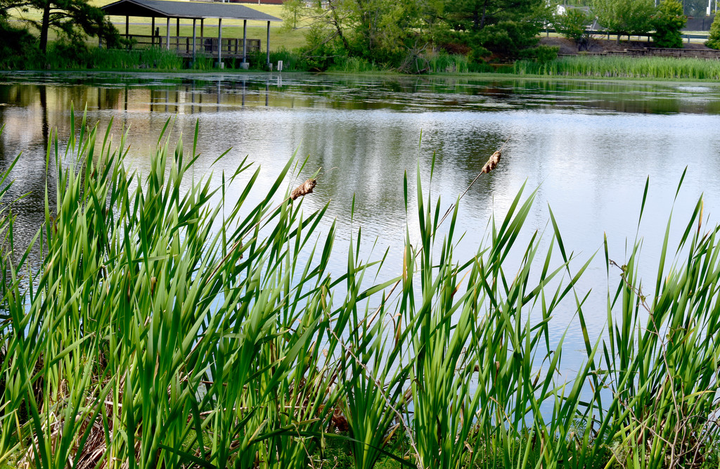 Spring at the Pond by homeschoolmom