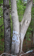 30th Apr 2020 - Tree Graffiti?