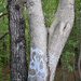 Tree Graffiti? by homeschoolmom