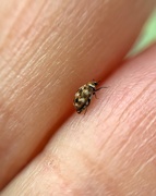 2nd May 2020 - Tiny bug between two fingers.