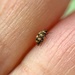 Tiny bug between two fingers. by cocobella