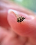2nd May 2020 - Tiny bug on finger.