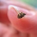 Tiny bug on finger. by cocobella