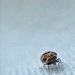 Hello bug ! by cocobella