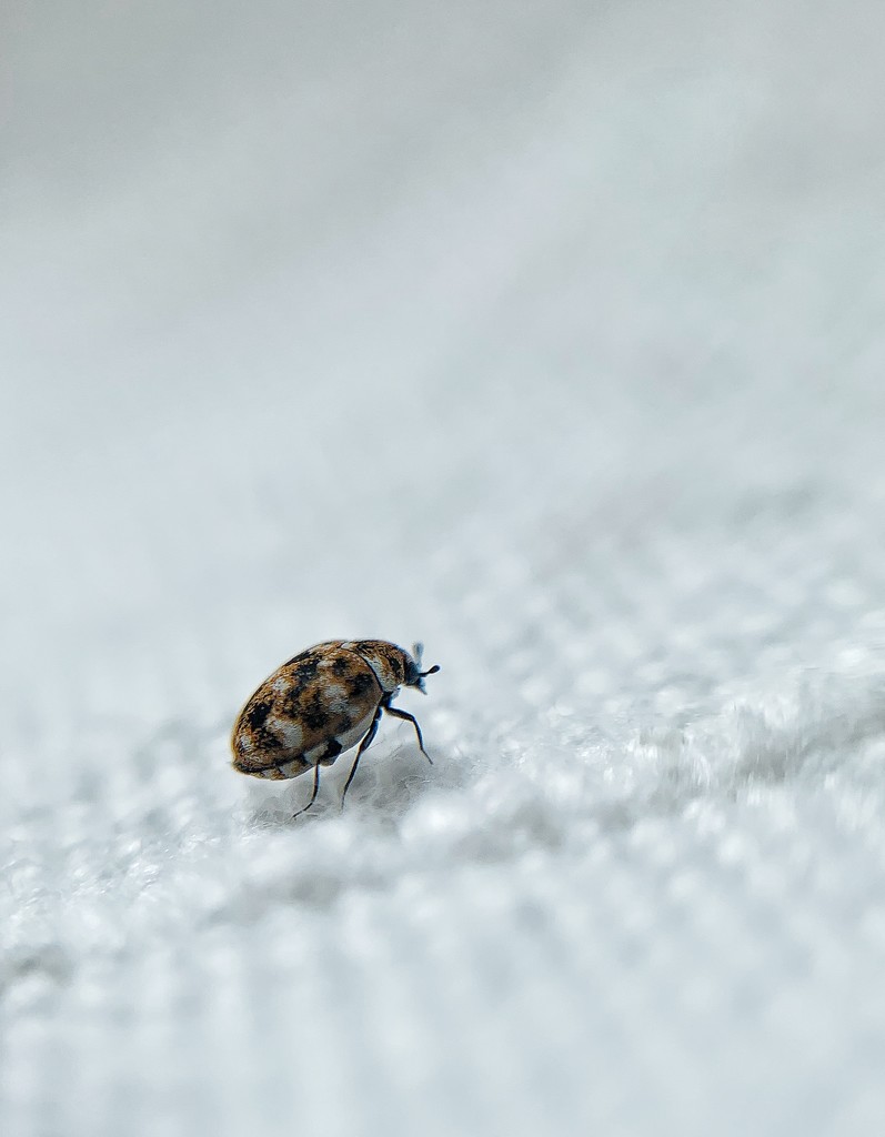 Bug on my curtain. by cocobella