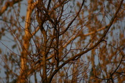 30th Apr 2020 - The rays of the setting sun in the branches of trees.