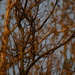 The rays of the setting sun in the branches of trees. by nyngamynga