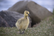 30th Apr 2020 - Hello little gosling