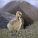 Hello little gosling by fayefaye