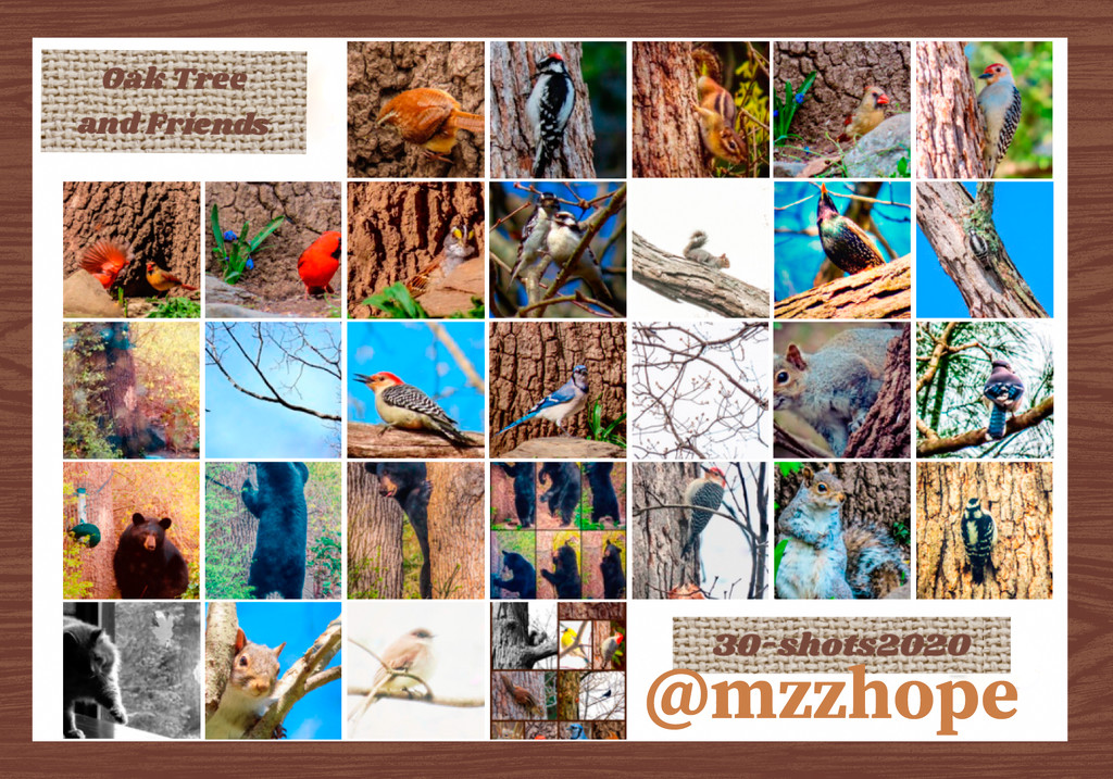 30 days of my oak tree and friends. by mzzhope