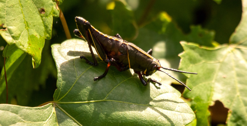 Grasshopper in the Sun! by rickster549