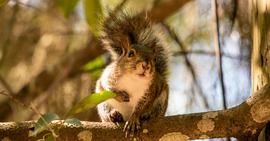 Squirrel, Posing on the Limb! by rickster549