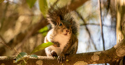 30th Apr 2020 - Squirrel, Posing on the Limb!
