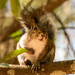 Squirrel, Posing on the Limb! by rickster549