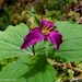Trillium flower by theredcamera