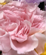 30th Apr 2020 - PINK carnation
