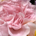 PINK carnation by homeschoolmom