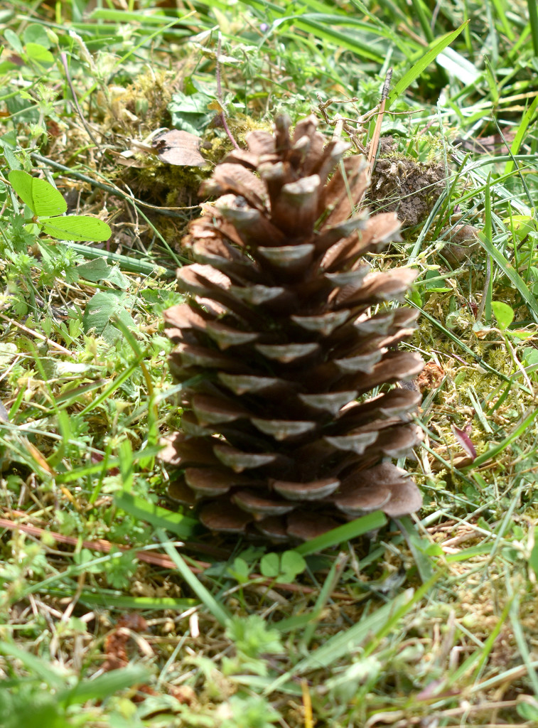 Pine cone in my yard by homeschoolmom