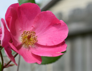 25th Apr 2020 - PINK rose