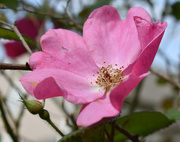 26th Apr 2020 - PINK rose in my yard