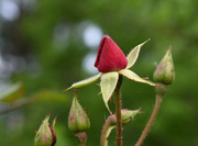 26th Apr 2020 - Rose Buds
