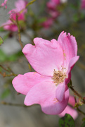 27th Apr 2020 - My PINK rose