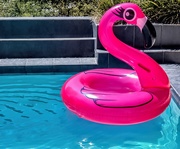 1st May 2020 - Happy Flamingo Friday