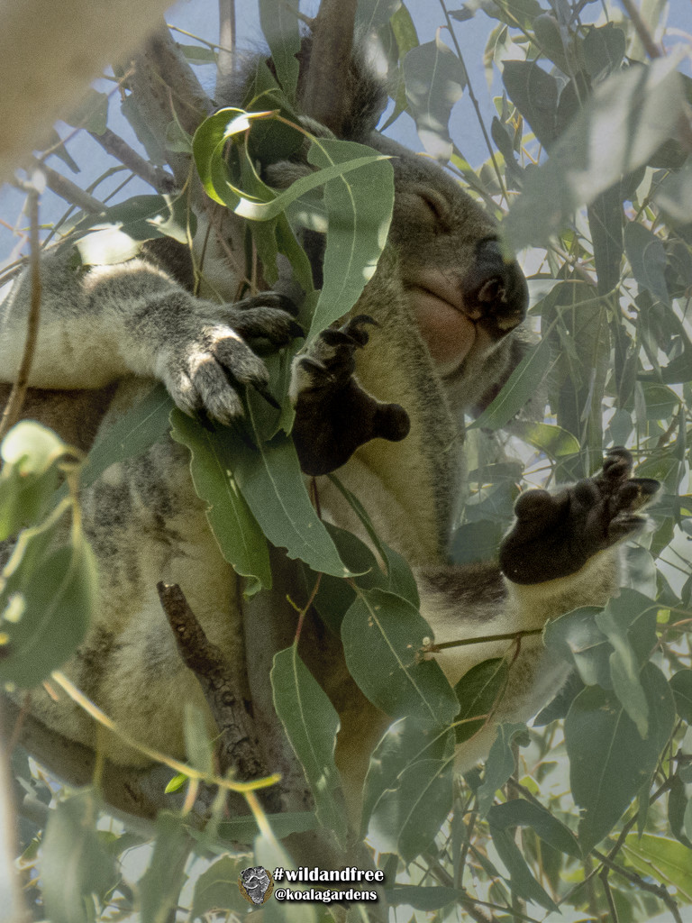 I'll sleep until May by koalagardens