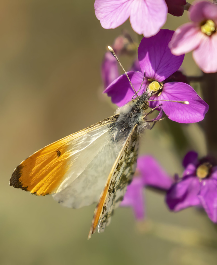 orange tip butterfly  by shepherdmanswife