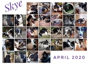 1st May 2020 - Month of Skye 