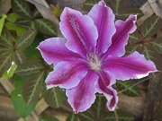 1st May 2020 - Clematis