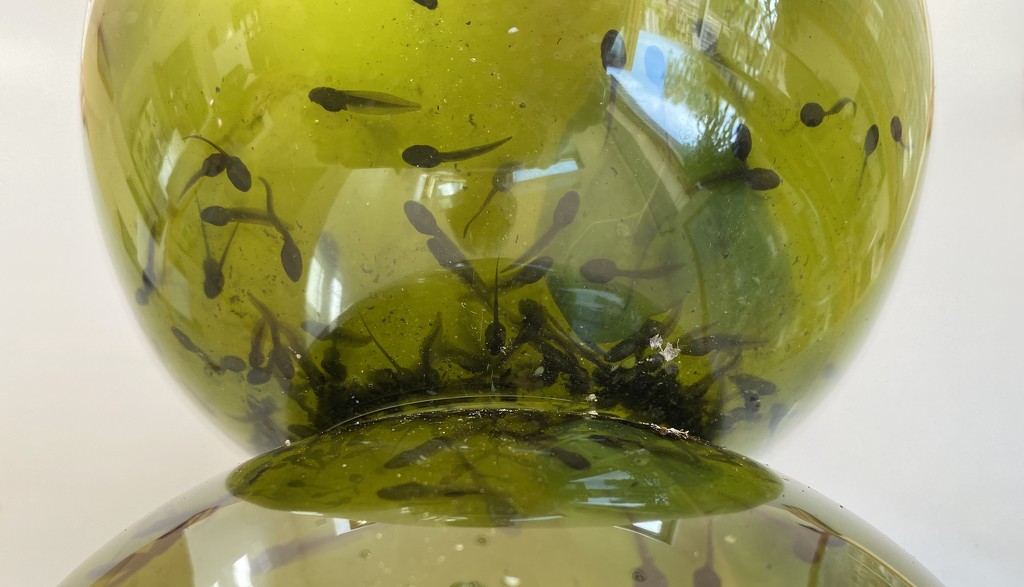 Tadpoles in a fishbowl  by judithmullineux