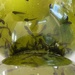 Tadpoles in a fishbowl  by judithmullineux