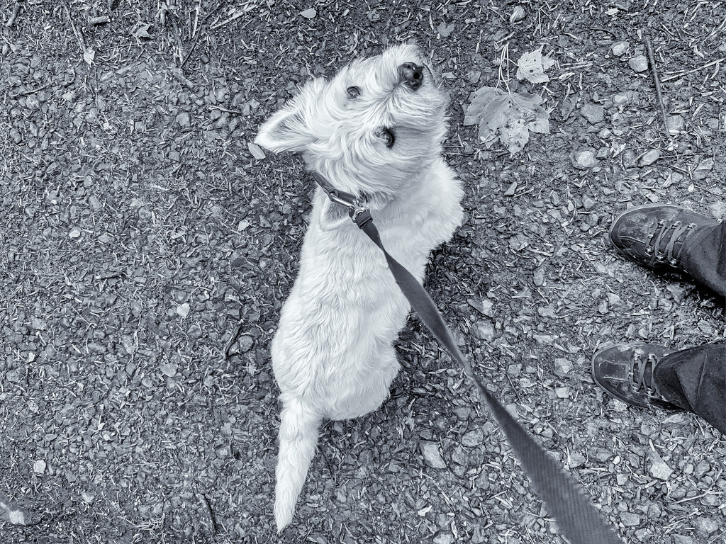 Finlay on our walk by pamknowler