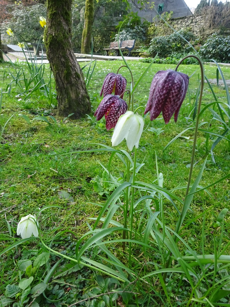 white snakeshead fritillary  by anniesue